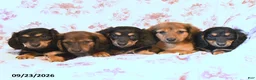 Miniature Dachshund dogs for sale: Jerry - Ad 3