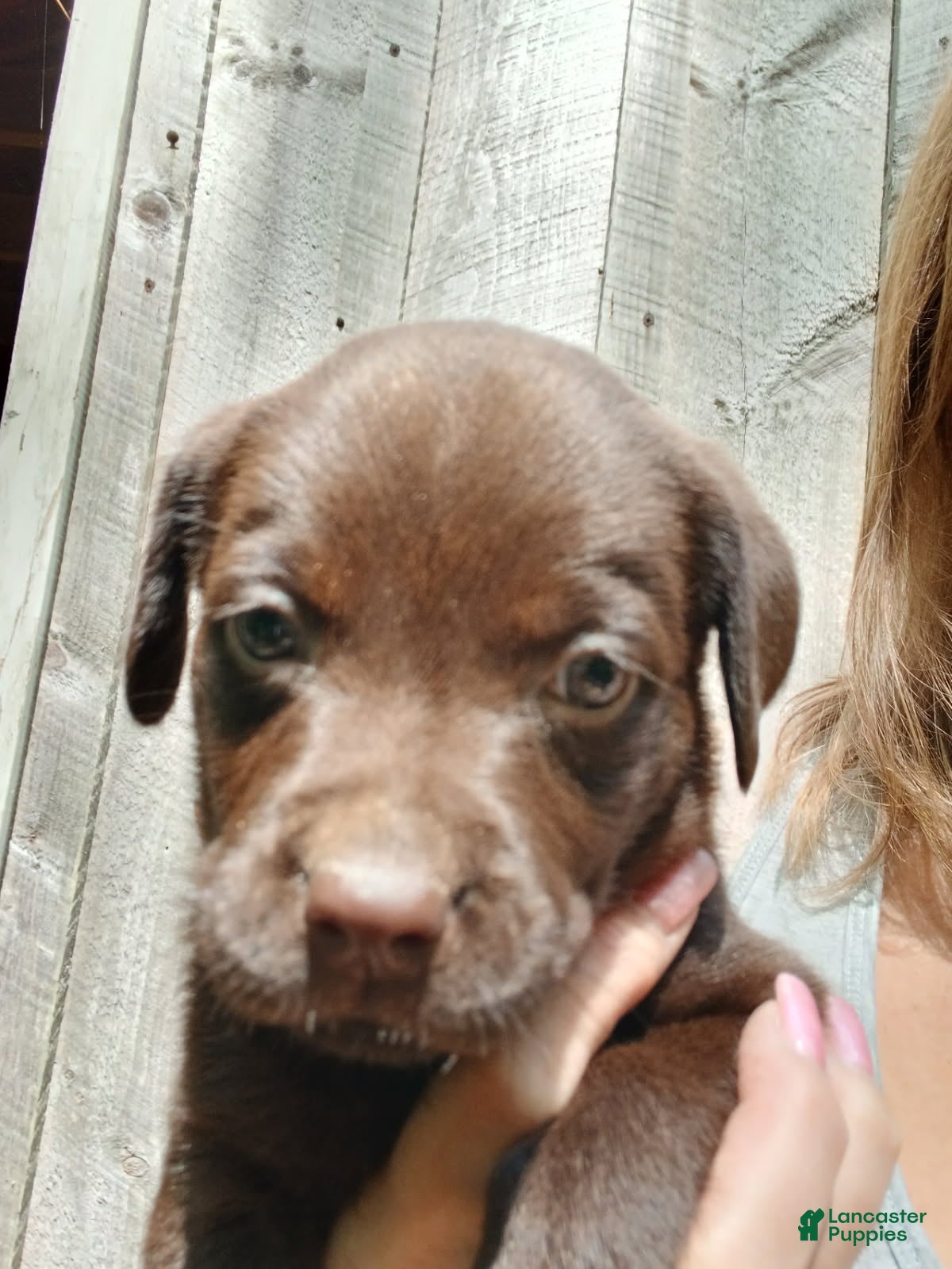 Labrador Retriever dogs for sale: Labrador Retriever Girl 8 - Ad 4