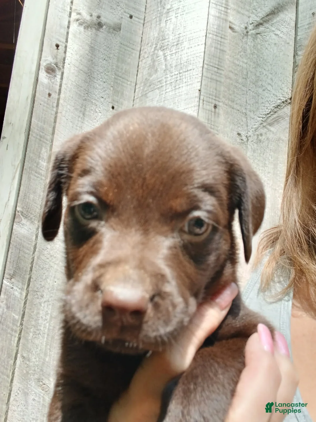 Labrador Retriever dogs for sale: Labrador Retriever Girl 8 - Ad 1