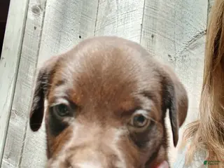 Labrador Retriever dogs Labrador Retriever Girl 8 - Ad 1