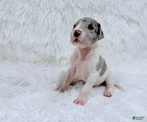 Great Dane dogs Mike - Ad 3