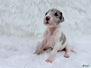 Great Dane dogs Mike - Ad 3