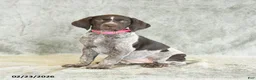 German Shorthaired Pointer dogs for sale: Beulah - Ad 3