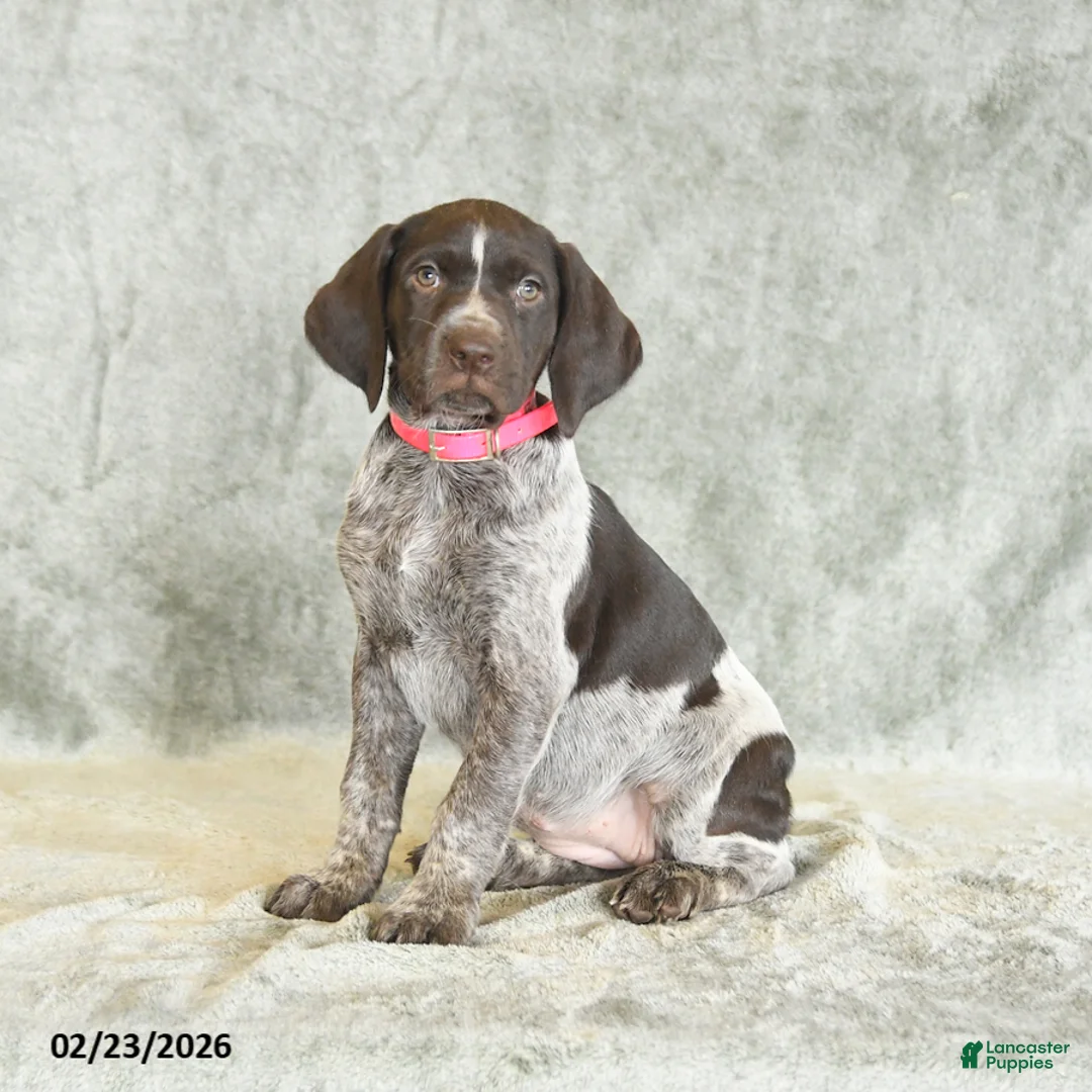 German Shorthaired Pointer dogs for sale: Beulah - Ad 3