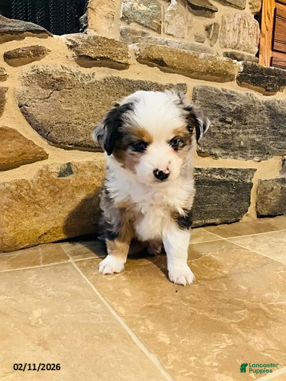 Miniature Australian Shepherd dogs for sale: Alfie - Ad 4