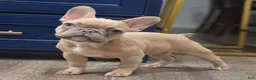 French Bulldog dogs for sale: 💛🍯Blondie🍯💛 - Ad 1