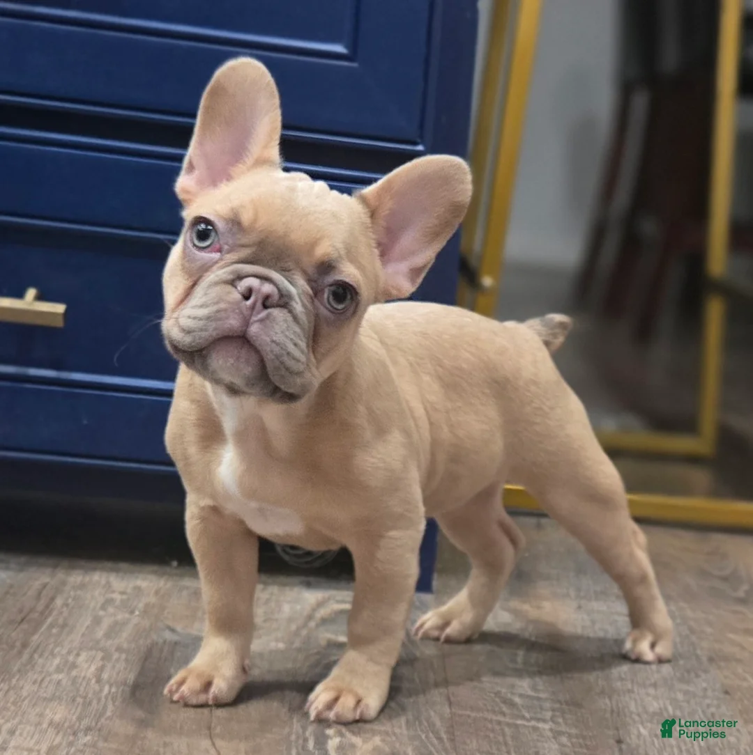 French Bulldog dogs for sale: 💛🍯Blondie🍯💛 - Ad 1