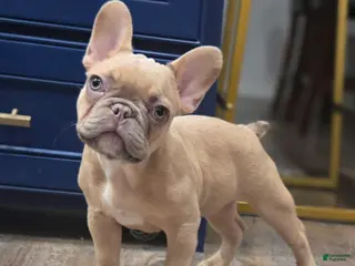 French Bulldog dogs 💛🍯Blondie🍯💛 - Ad 40