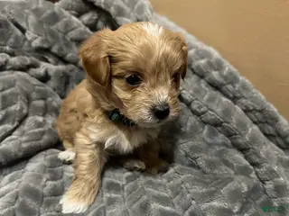 Maltipoo dogs Maltipoo 2 - Ad 3