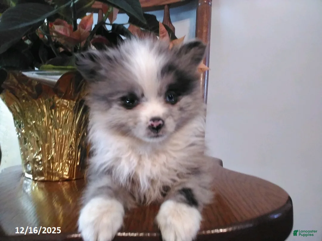 Pomeranian dogs for sale: Fletcher - Ad 2