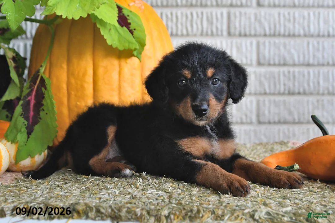 Mixed Breed dogs for sale: Bella - Ad 2