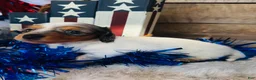 Miniature Dachshund dogs for sale: Johnny Walker (Longhair) - Ad 3