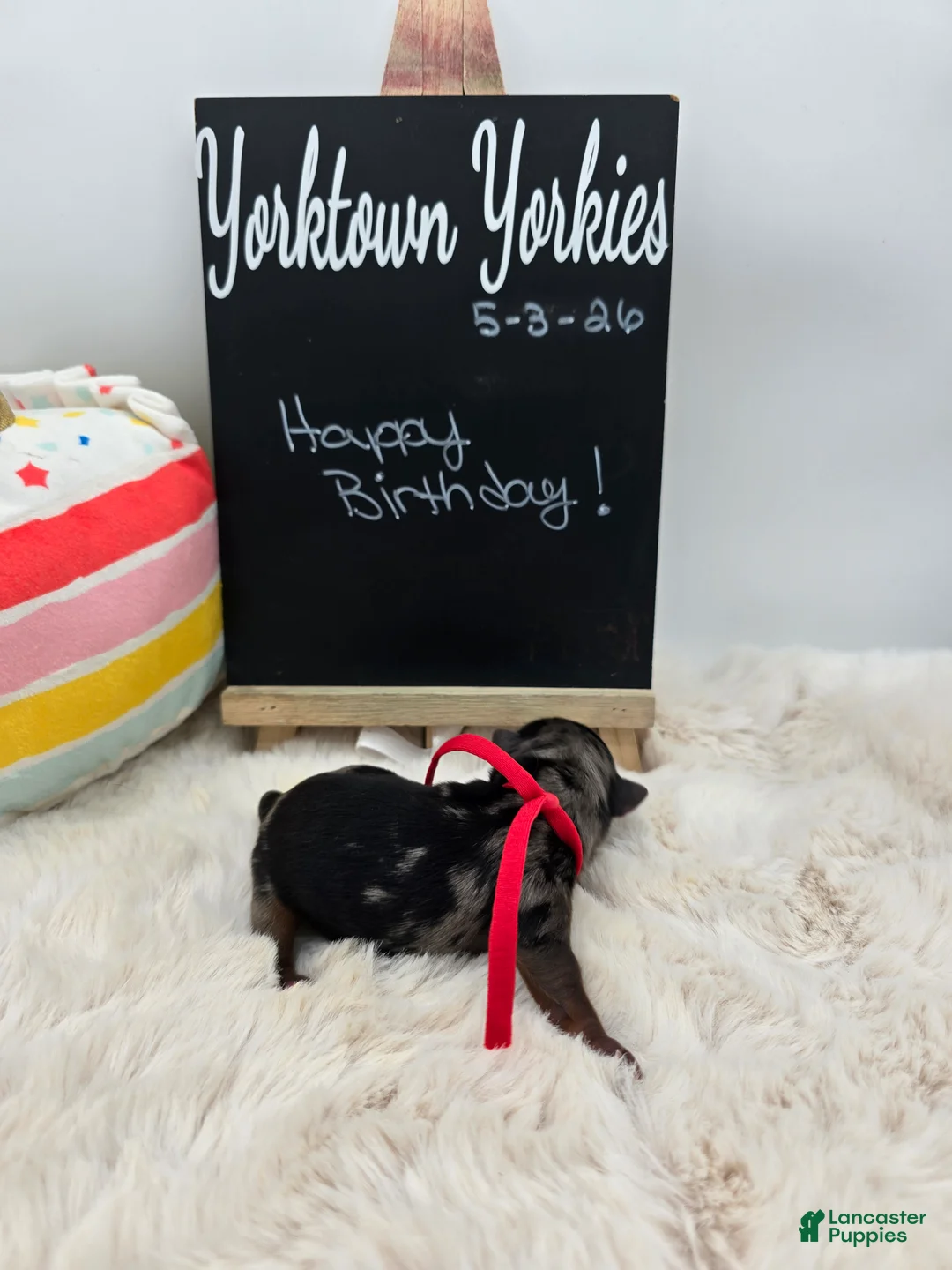 Yorkshire Terrier dogs for sale: Marty - Ad 2
