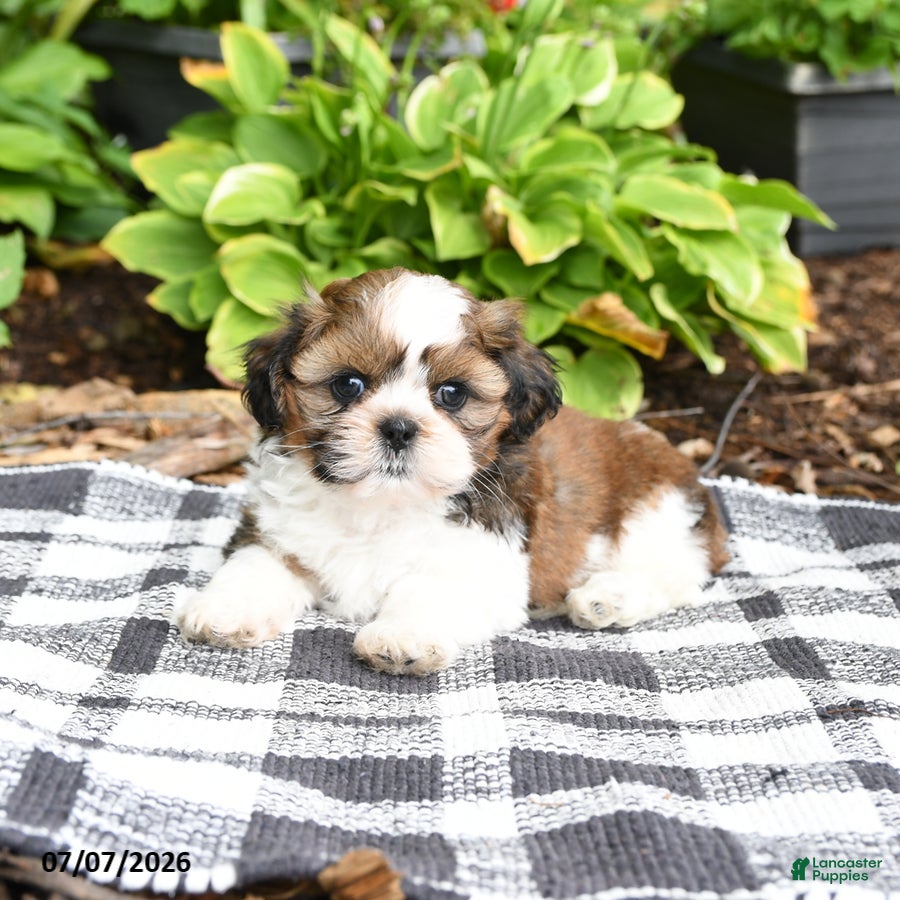 Shih Tzu dogs Boone - Ad 2