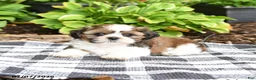 Shih Tzu dogs for sale: Boone - Ad 2