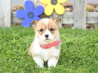 Welsh Corgi Pembroke dogs - Ad 33