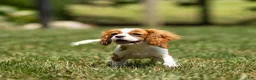 Cavalier King Charles Spaniel dogs for sale: Allen Cavalier King Charles Spaniel Puppy  - Ad 4
