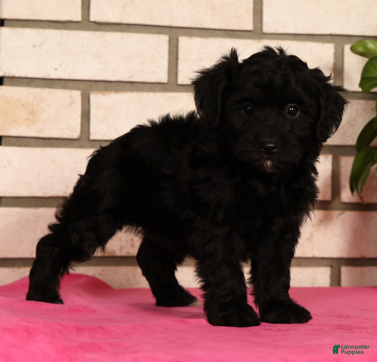 Yorkiepoo dogs Eden - Ad 2