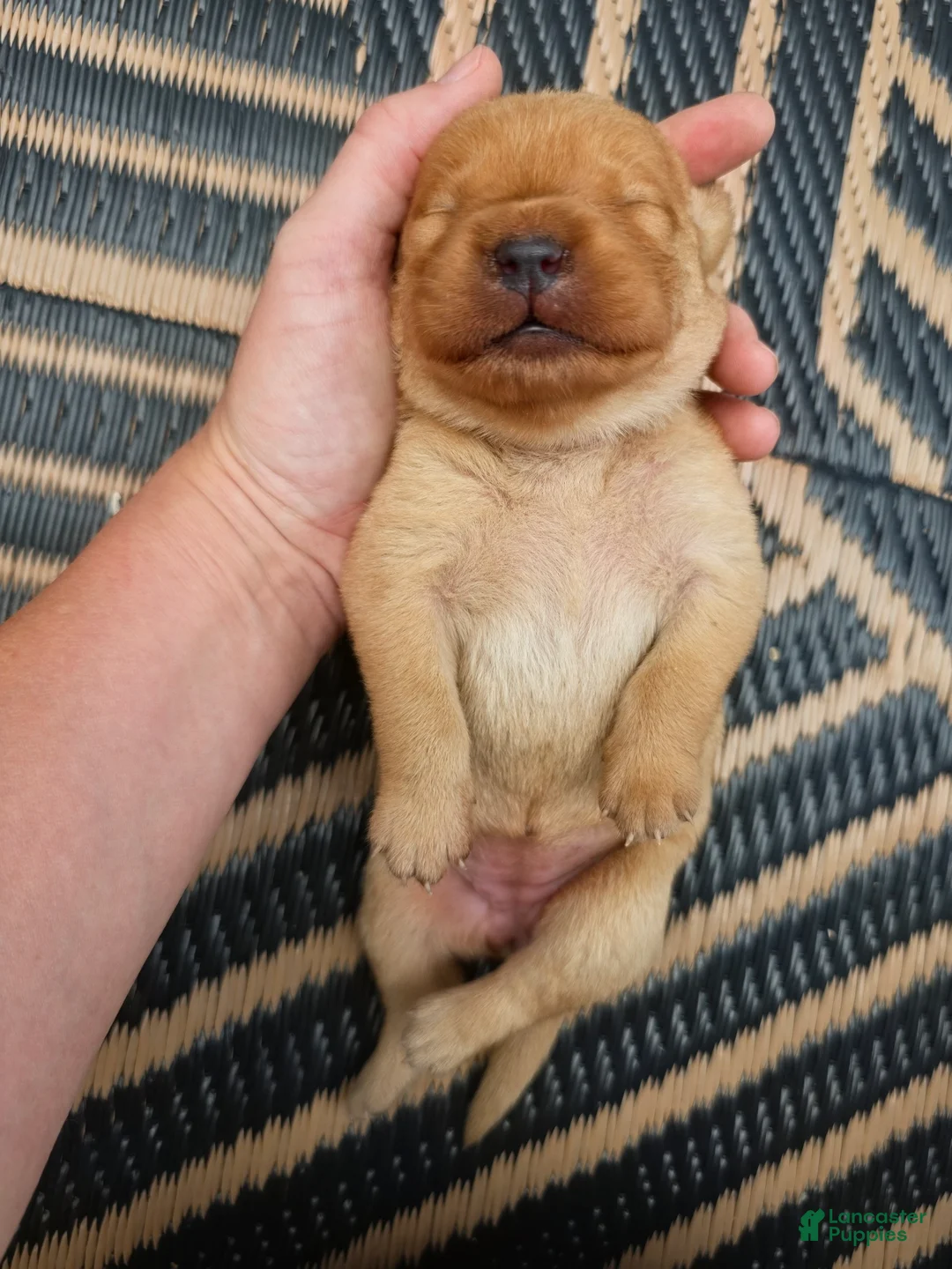 Labrador Retriever dogs for sale: Helen ♥️ Fox Red English Lab  - Ad 1
