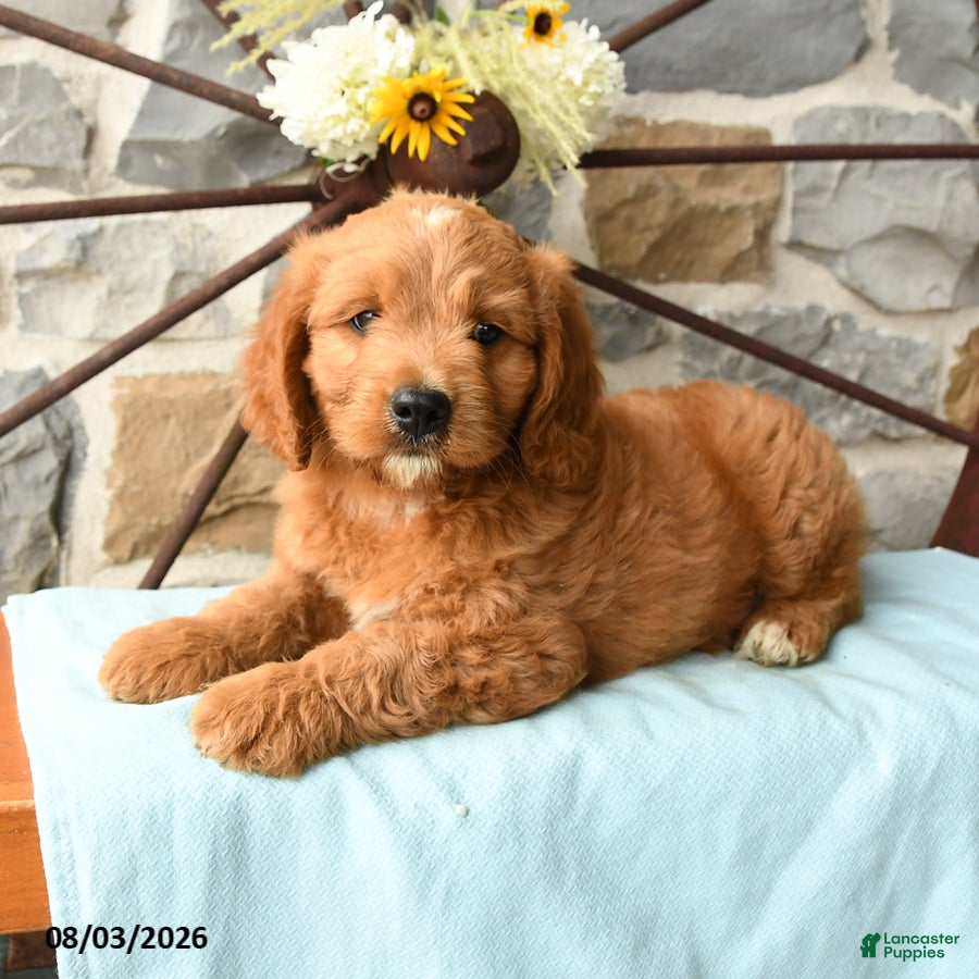 Mixed Breed dogs Lionheart - Ad 2