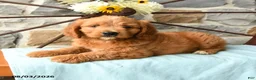 Mixed Breed dogs for sale: Lionheart - Ad 2