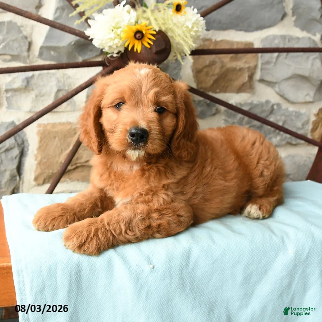 Mixed Breed dogs for sale: Lionheart - Ad 2