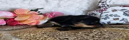 Mixed Breed dogs for sale: TCup Tina - Ad 4