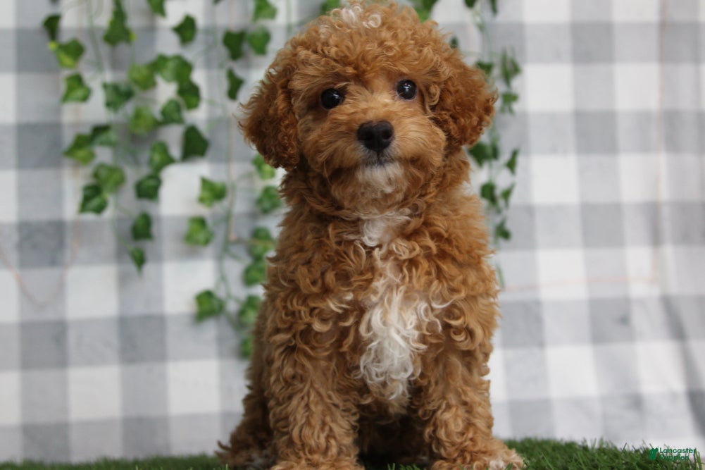 Miniature Poodle dogs Ash - Ad 31