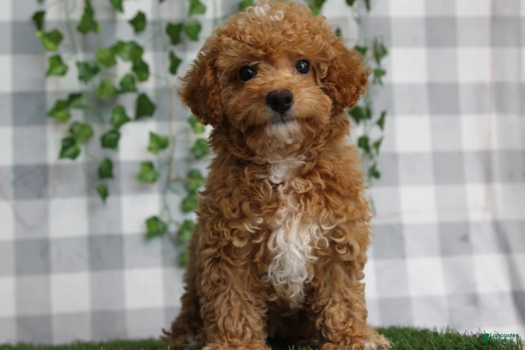 Miniature Poodle dogs for sale: Ash - Ad 1