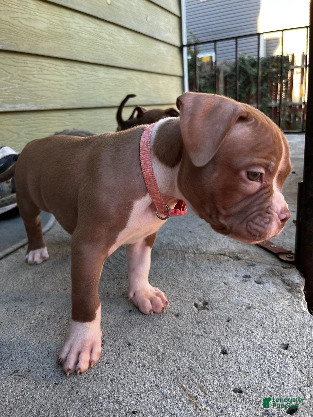 American Bully dogs for sale: American Bully 2 - Ad 1