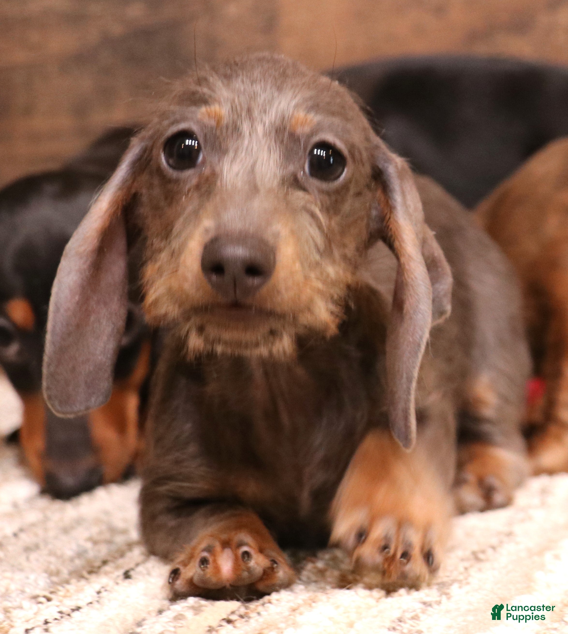 Miniature Dachshund dogs Sparrow blue/tan wirehair female - Ad 1