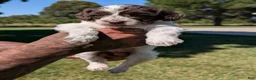 Mixed Breed dogs for sale: NOVA - Ad 5