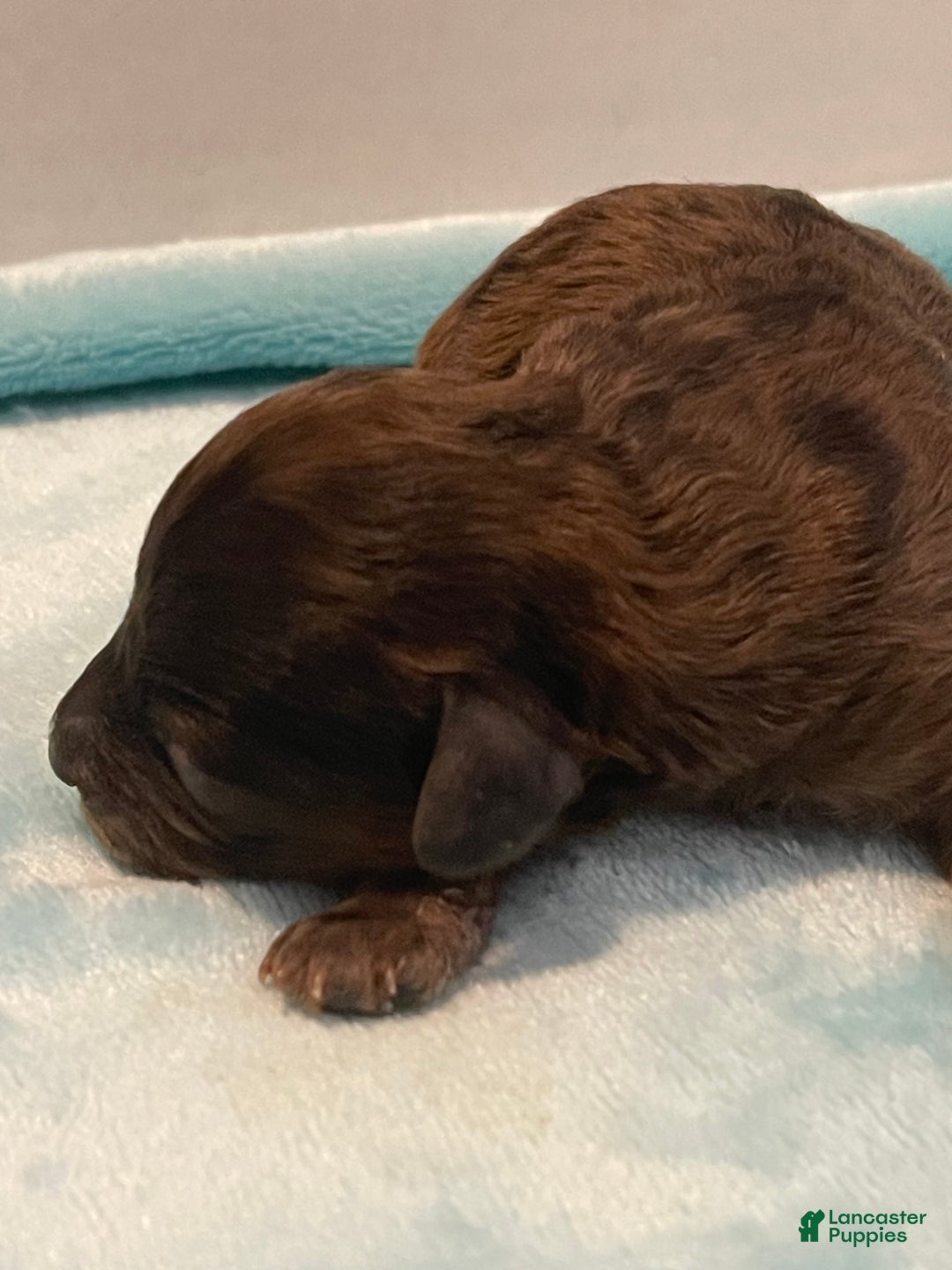 Toy Poodle dogs for sale: Toy Poodle Puppy 2 - Ad 3