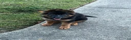 German Shepherd dogs for sale: Boss - Ad 1