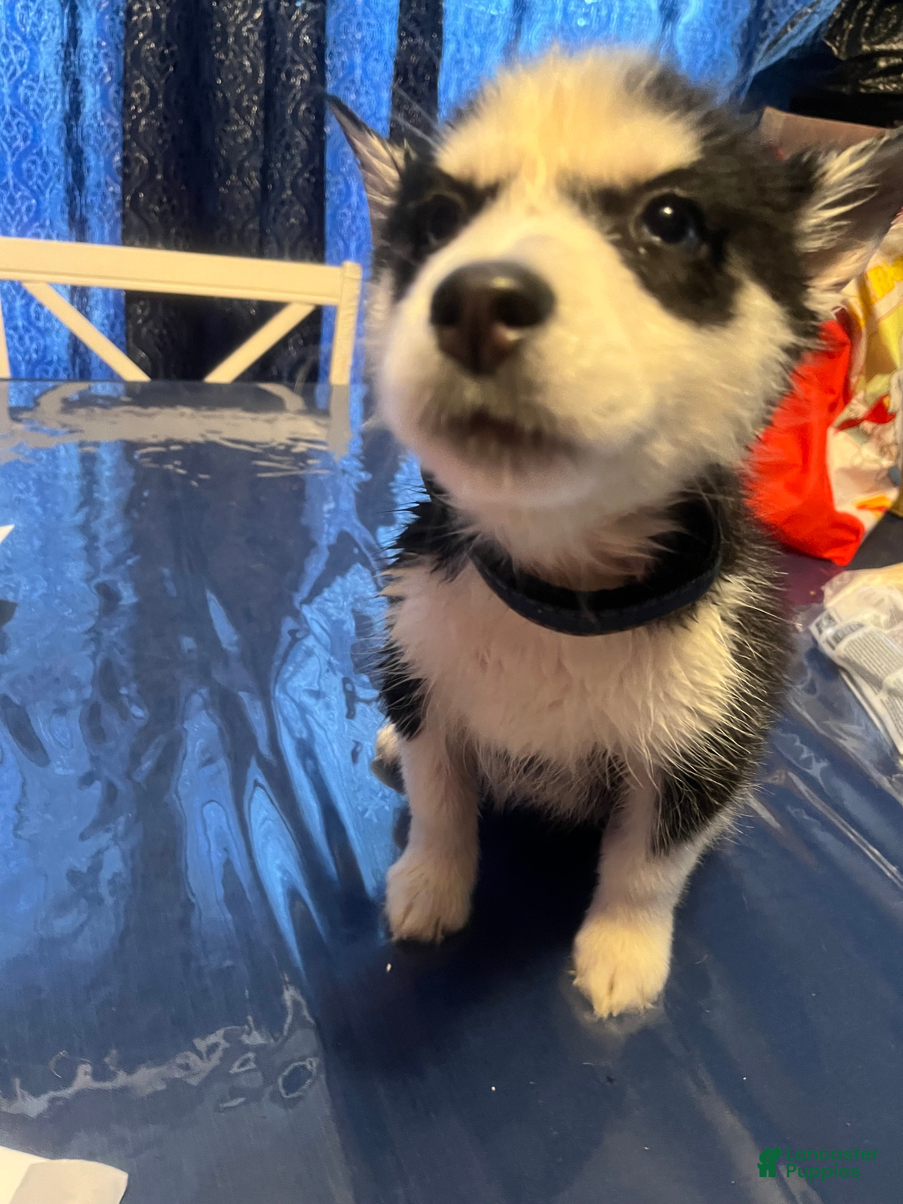 Siberian Husky dogs Siberian Husky Puppy 5 - Ad 2