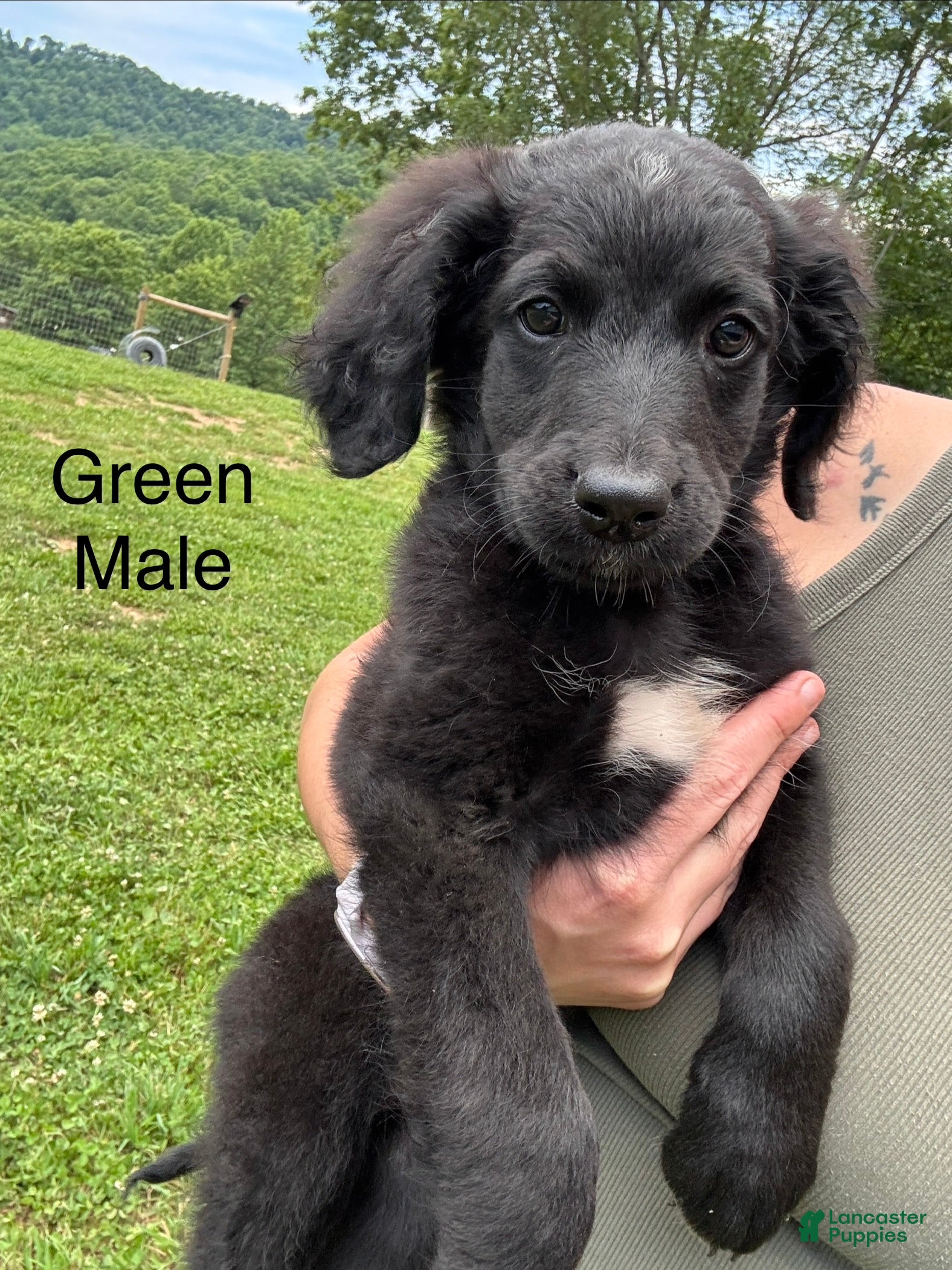 Bernedoodle dogs Bernedoodle Puppy 3 - Ad 1