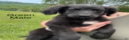 Bernedoodle dogs for sale: Bernedoodle Puppy 3 - Ad 1