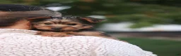 Yorkshire Terrier dogs for sale: Bo - Ad 4