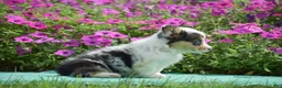 Welsh Corgi Pembroke dogs for sale: Jenna - Ad 3