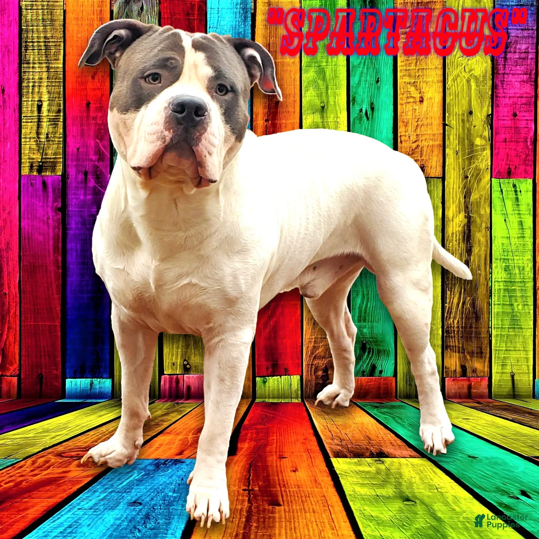 Mixed Breed dogs for sale: "SZA"  - Ad 11