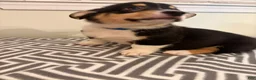 Welsh Corgi Pembroke dogs for sale: Bobby - Ad 2