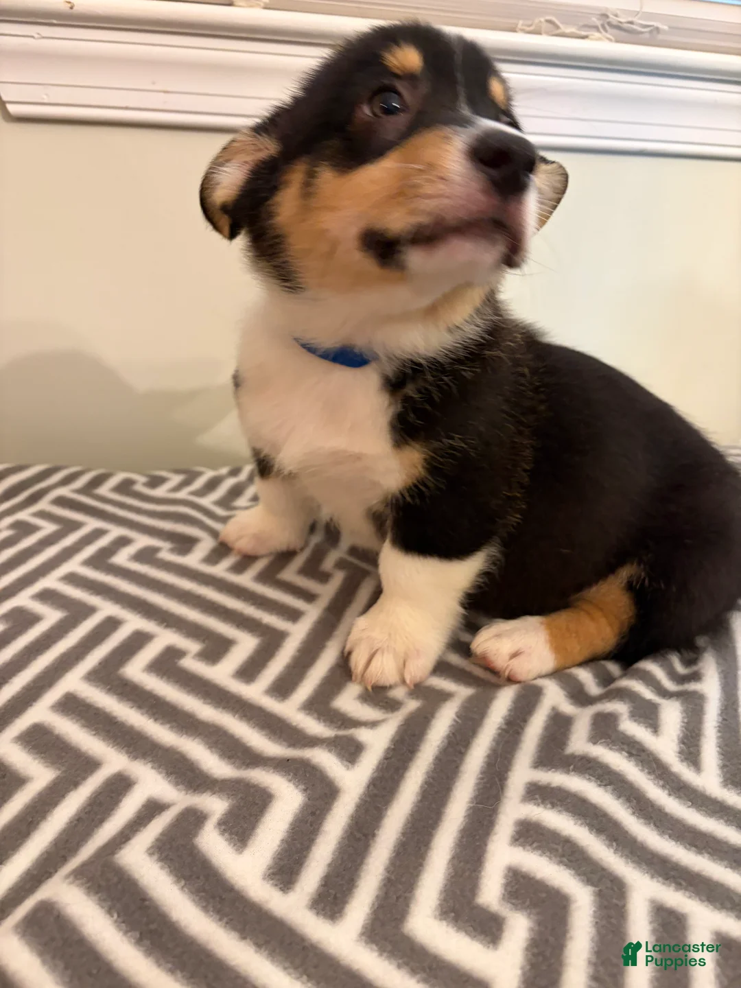 Welsh Corgi Pembroke dogs for sale: Bobby - Ad 2