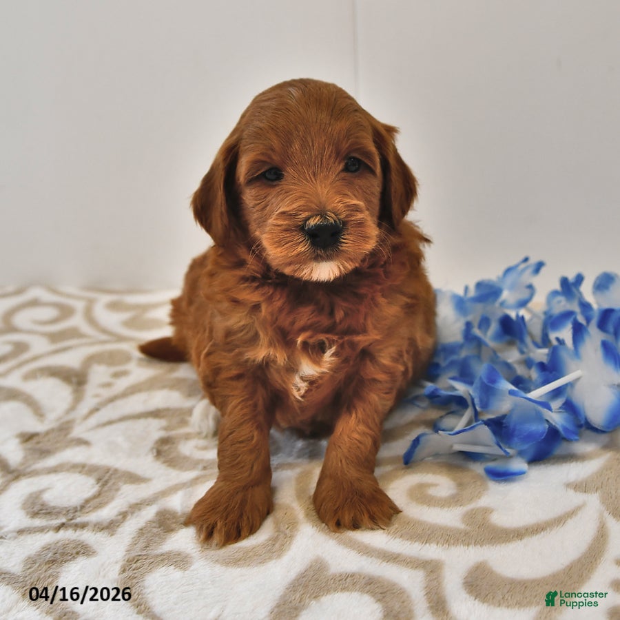 Mini Goldendoodle dogs Ranger - Ad 2