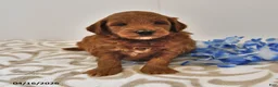Mini Goldendoodle dogs for sale: Ranger - Ad 7