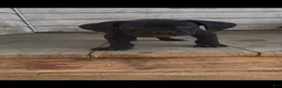 Cane Corso dogs for sale: Panther - Ad 7