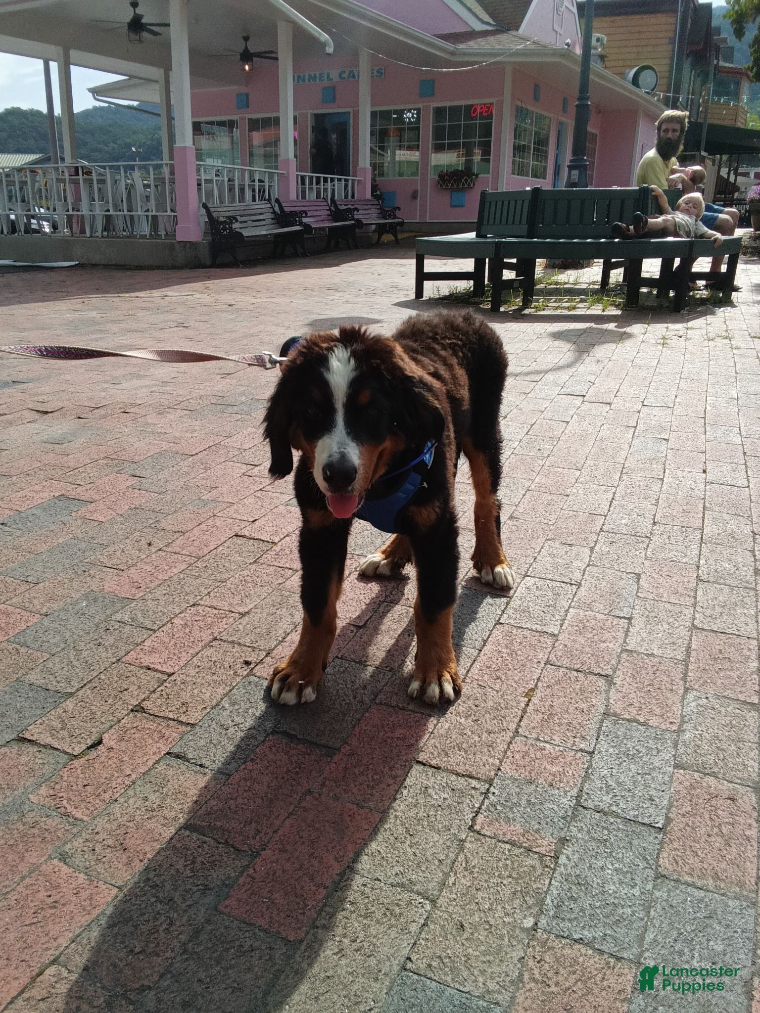 Bernese Mountain Dog dogs Bernese Mountain Dog 1 - Ad 2
