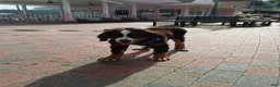 Bernese Mountain Dog dogs for sale: Bernese Mountain Dog 2 - Ad 35