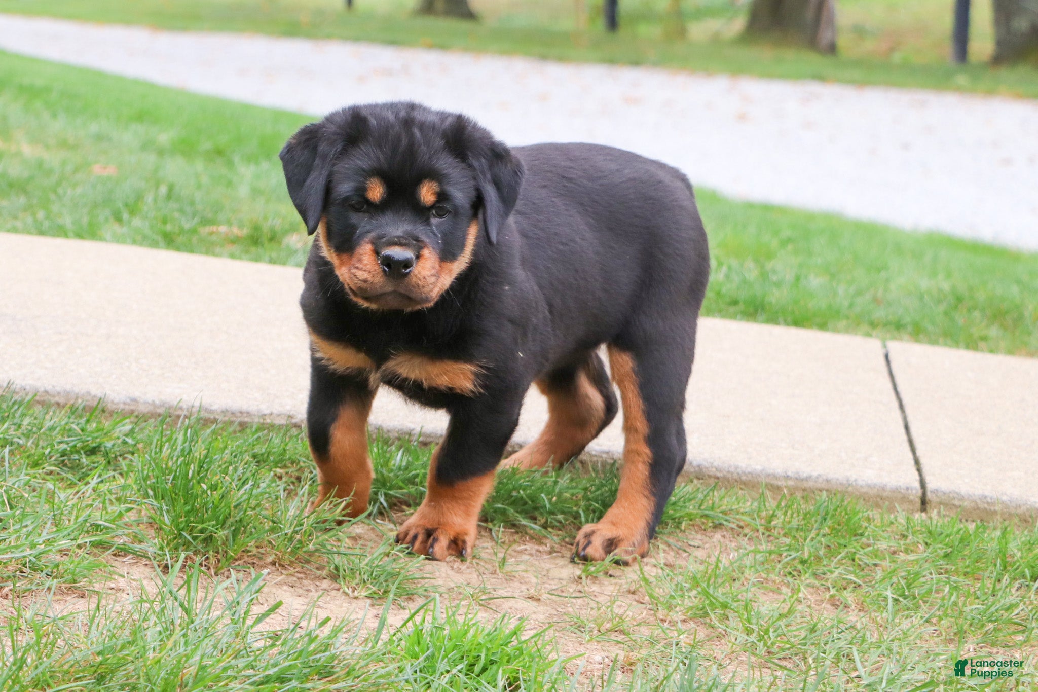 Rottweiler dogs Annabelle - Ad 2