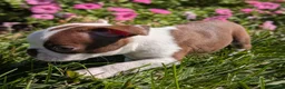 Boston Terrier dogs for sale: Cranberry - Ad 6