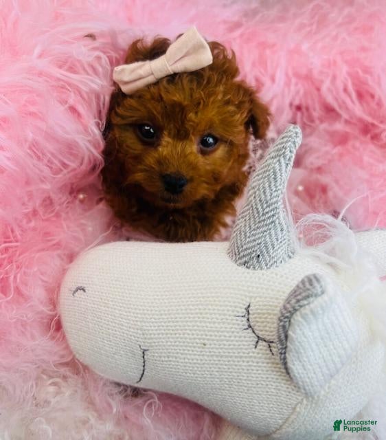 Toy Poodle dogs Toy Poodle Puppy 1 - Ad 2